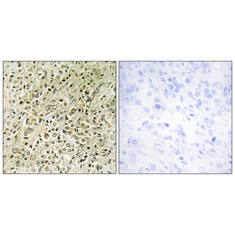 Immunohistochemistry - Anti-RHG07 Antibody (C11532) - Antibodies.com