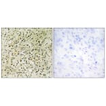 Immunohistochemistry - Anti-RHG07 Antibody (C11532) - Antibodies.com