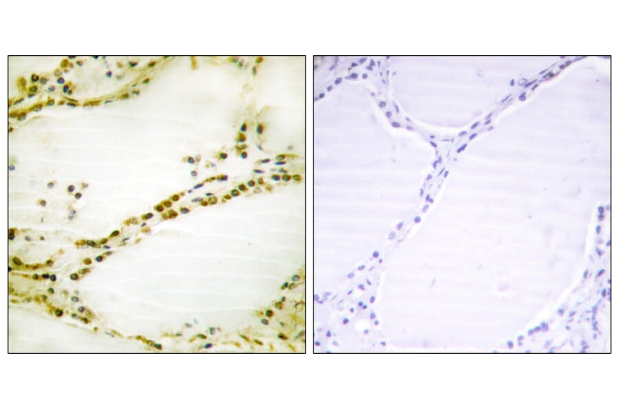 Immunohistochemistry - Anti-RGS16 Antibody (B1232) - Antibodies.com
