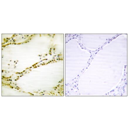 Immunohistochemistry - Anti-RGS16 Antibody (B1232) - Antibodies.com