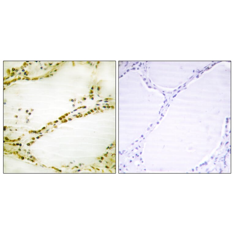 Immunohistochemistry - Anti-RGS16 Antibody (B1232) - Antibodies.com