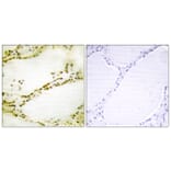 Immunohistochemistry - Anti-RGS16 Antibody (B1232) - Antibodies.com