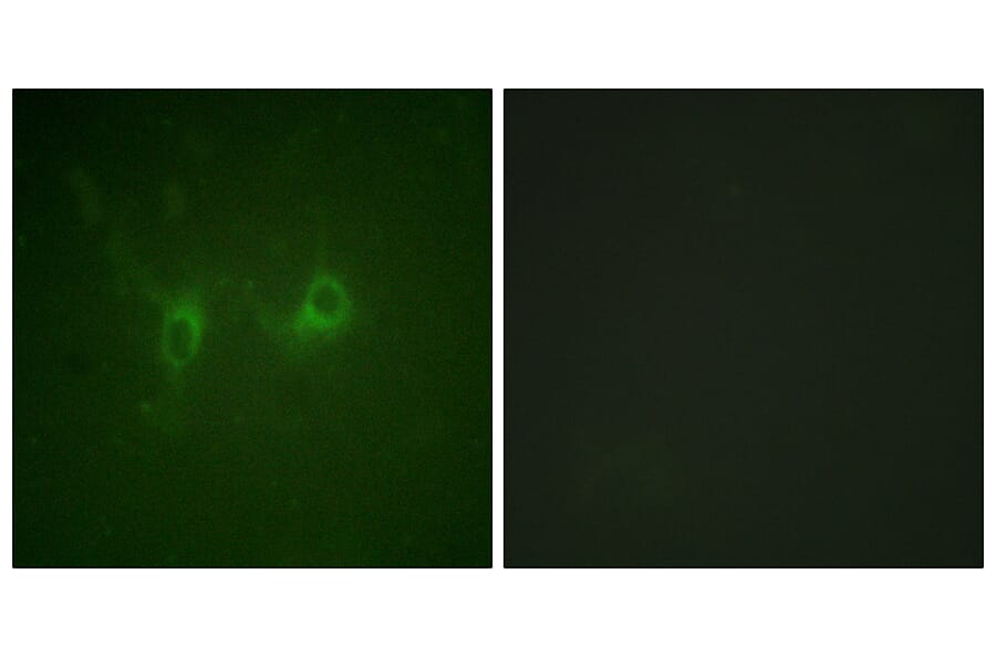 Immunofluorescence - Anti-RGS16 Antibody (B1232) - Antibodies.com