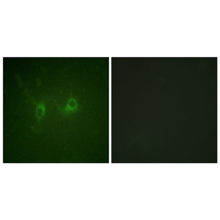 Immunofluorescence - Anti-RGS16 Antibody (B1232) - Antibodies.com
