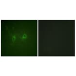 Immunofluorescence - Anti-RGS16 Antibody (B1232) - Antibodies.com