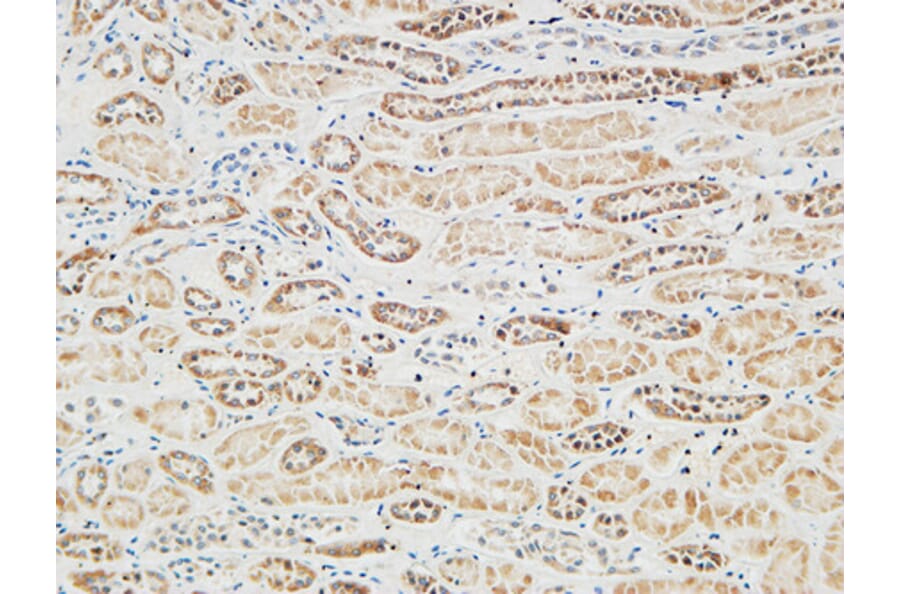 Immunohistochemistry - Anti-RGS16 Antibody (B1232) - Antibodies.com