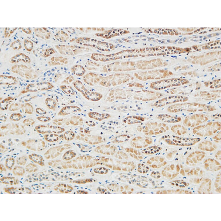 Immunohistochemistry - Anti-RGS16 Antibody (B1232) - Antibodies.com