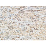 Immunohistochemistry - Anti-RGS16 Antibody (B1232) - Antibodies.com