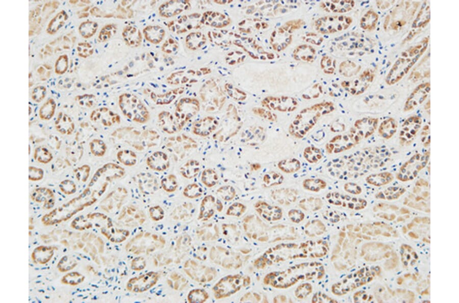 Immunohistochemistry - Anti-RGS16 Antibody (B1232) - Antibodies.com