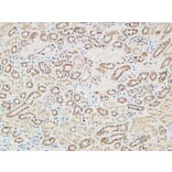Immunohistochemistry - Anti-RGS16 Antibody (B1232) - Antibodies.com