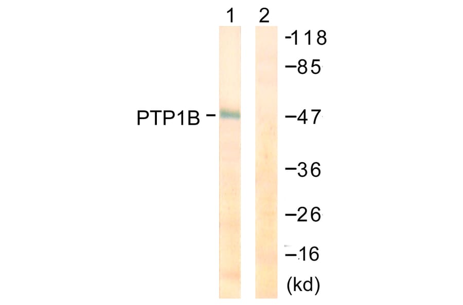 Western Blot - Anti-PTP1B Antibody (B0809) - Antibodies.com