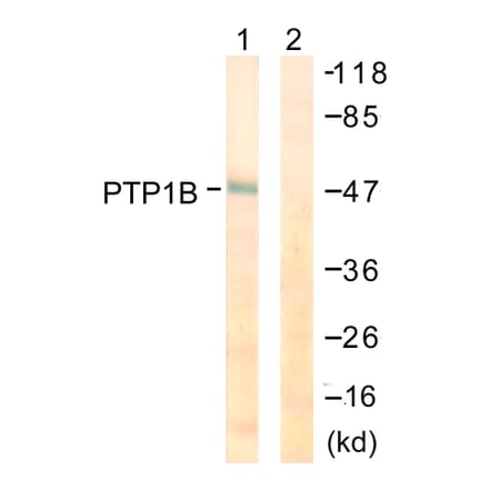 Western Blot - Anti-PTP1B Antibody (B0809) - Antibodies.com