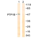 Western Blot - Anti-PTP1B Antibody (B0809) - Antibodies.com