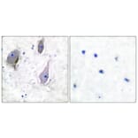 Immunohistochemistry - Anti-PMP22 Antibody (C0306) - Antibodies.com