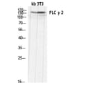 Western Blot - Anti-PLCG2 Antibody (B0081) - Antibodies.com