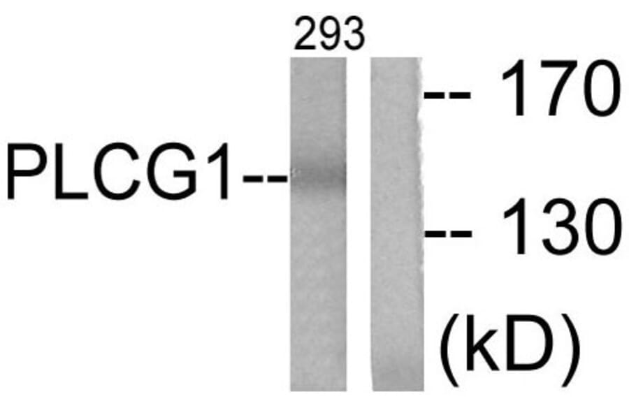 Western Blot - Anti-PLCG1 Antibody (B0080) - Antibodies.com
