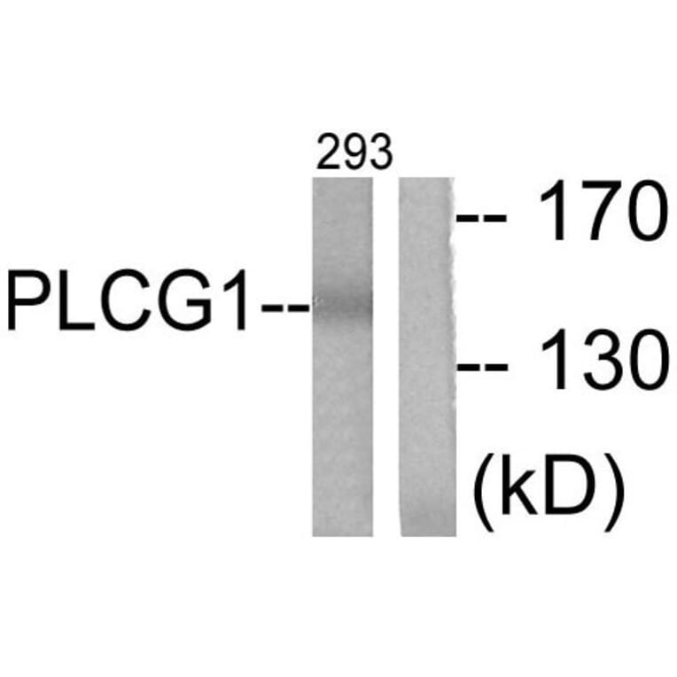 Western Blot - Anti-PLCG1 Antibody (B0080) - Antibodies.com