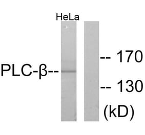 Western Blot - Anti-PLCB3 Antibody (B0078) - Antibodies.com