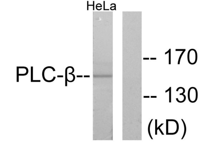 Western Blot - Anti-PLCB3 Antibody (B0078) - Antibodies.com