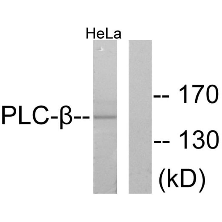 Western Blot - Anti-PLCB3 Antibody (B0078) - Antibodies.com