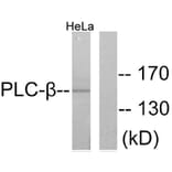 Western Blot - Anti-PLCB3 Antibody (B0078) - Antibodies.com