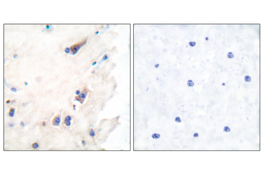 Immunohistochemistry - Anti-PLCB3 Antibody (B0078) - Antibodies.com