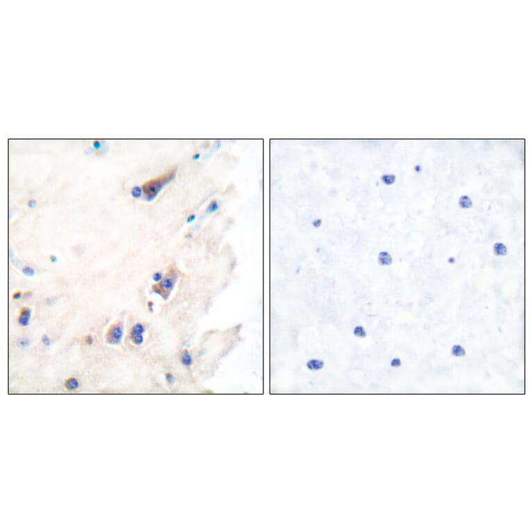 Immunohistochemistry - Anti-PLCB3 Antibody (B0078) - Antibodies.com