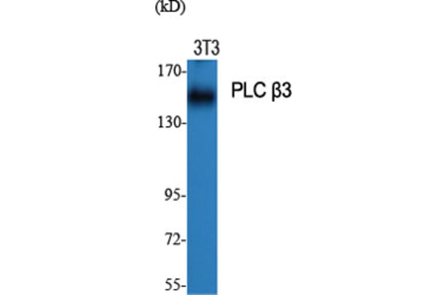 Western Blot - Anti-PLCB3 Antibody (B0078) - Antibodies.com