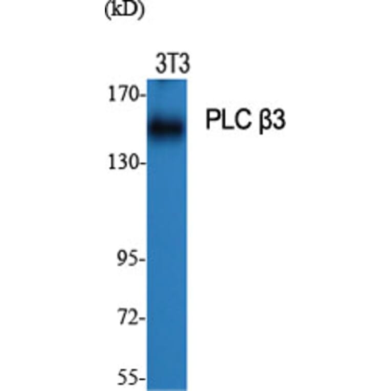 Western Blot - Anti-PLCB3 Antibody (B0078) - Antibodies.com