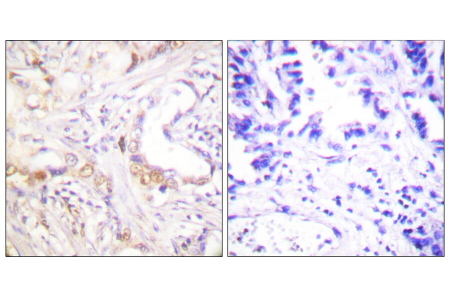 Immunohistochemistry - Anti-PIAS3 Antibody (C0363) - Antibodies.com