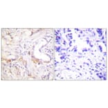 Immunohistochemistry - Anti-PIAS3 Antibody (C0363) - Antibodies.com