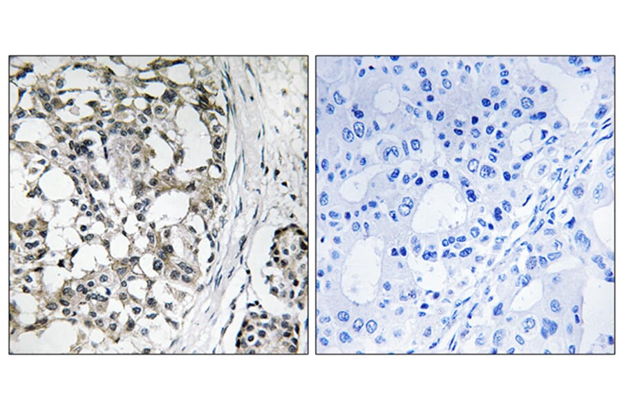 Immunohistochemistry - Anti-PEX14 Antibody (C17635) - Antibodies.com