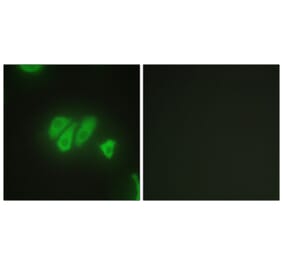 Immunofluorescence - Anti-PDZD2 Antibody (C10065) - Antibodies.com