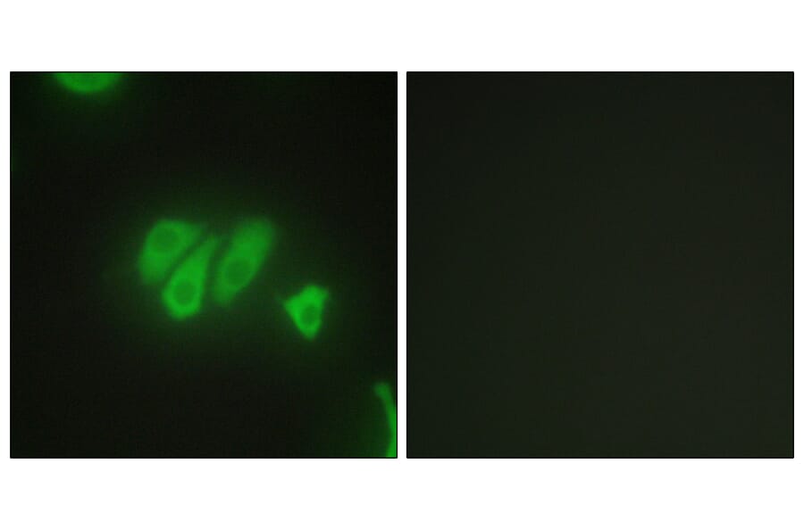 Immunofluorescence - Anti-PDZD2 Antibody (C10065) - Antibodies.com