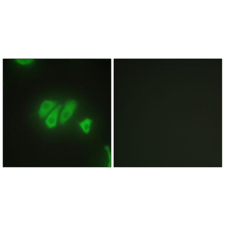 Immunofluorescence - Anti-PDZD2 Antibody (C10065) - Antibodies.com