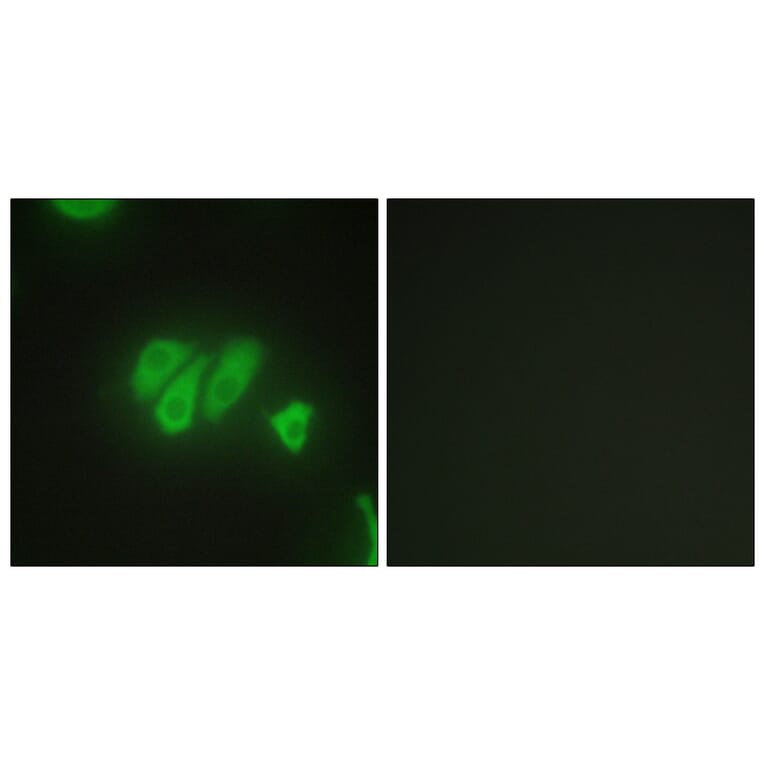Immunofluorescence - Anti-PDZD2 Antibody (C10065) - Antibodies.com
