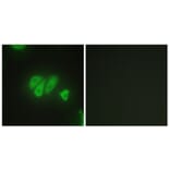 Immunofluorescence - Anti-PDZD2 Antibody (C10065) - Antibodies.com
