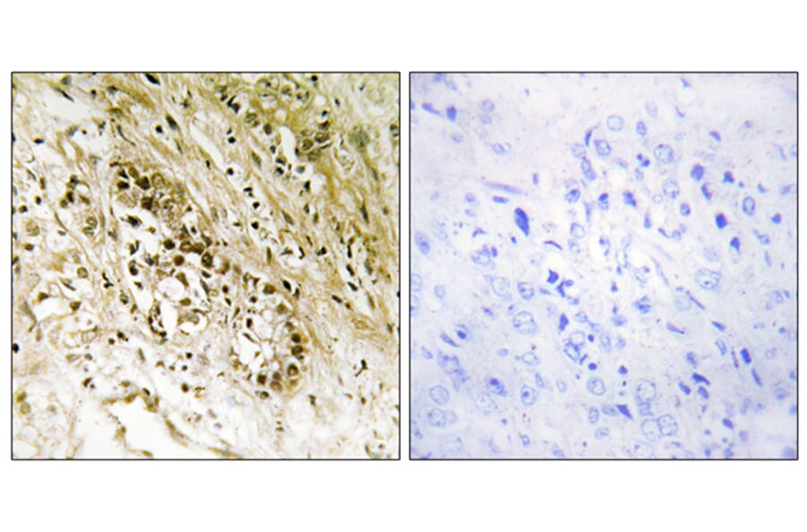 Immunohistochemistry - Anti-PDZD2 Antibody (C10065) - Antibodies.com