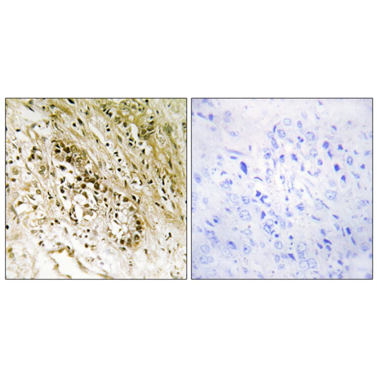 Immunohistochemistry - Anti-PDZD2 Antibody (C10065) - Antibodies.com