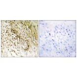Immunohistochemistry - Anti-PDZD2 Antibody (C10065) - Antibodies.com