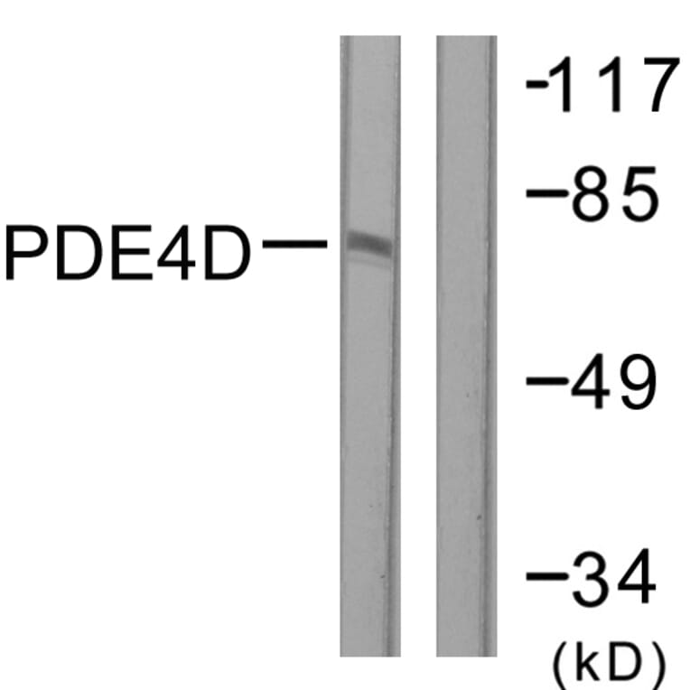 Western Blot - Anti-PDE4D Antibody (B0543) - Antibodies.com