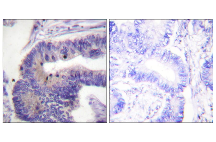 Immunohistochemistry - Anti-PDE4D Antibody (B0543) - Antibodies.com