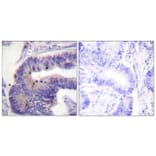 Immunohistochemistry - Anti-PDE4D Antibody (B0543) - Antibodies.com