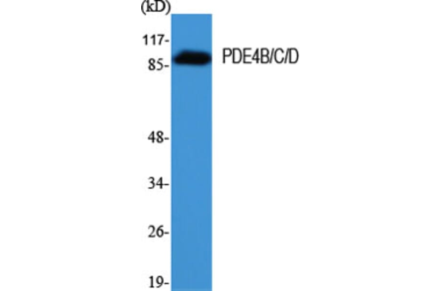 Western Blot - Anti-PDE4D Antibody (B0543) - Antibodies.com