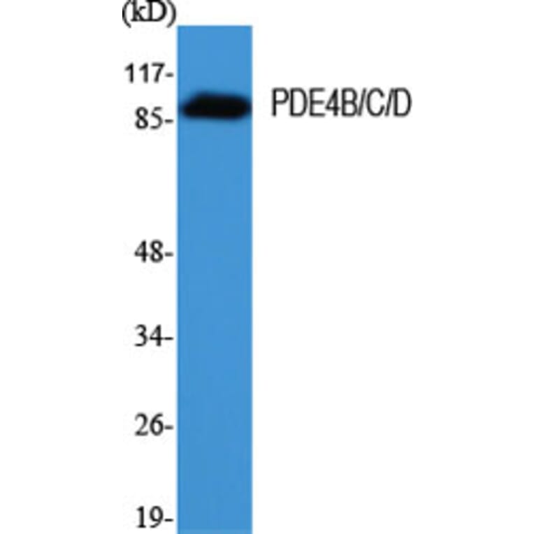 Western Blot - Anti-PDE4D Antibody (B0543) - Antibodies.com