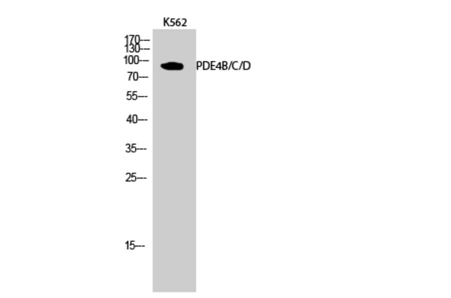 Western Blot - Anti-PDE4D Antibody (B0543) - Antibodies.com