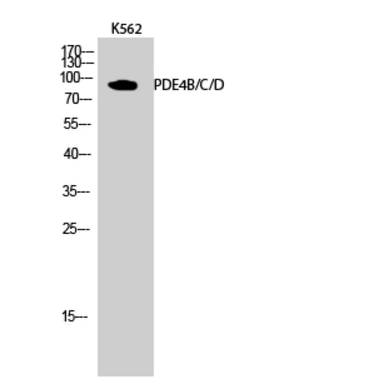 Western Blot - Anti-PDE4D Antibody (B0543) - Antibodies.com