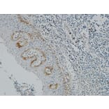 Immunohistochemistry - Anti-Pax-8 Antibody (R12-2294) - Antibodies.com