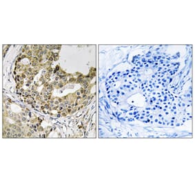 Immunohistochemistry - Anti-NXPH1 Antibody (C16915) - Antibodies.com