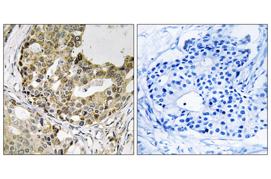 Immunohistochemistry - Anti-NXPH1 Antibody (C16915) - Antibodies.com
